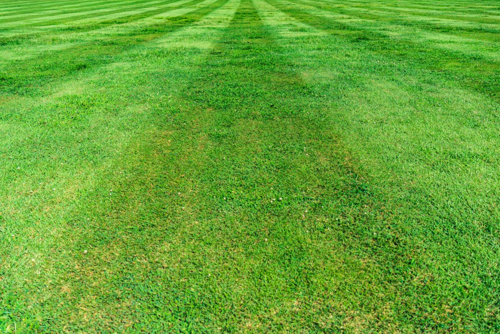 Freshly mowed lawn with neat stripes